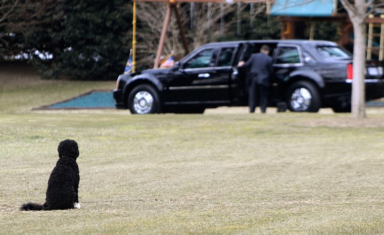 Image: Obama Family Dog